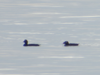 Thumbnail of Stejneger's Scoter